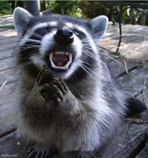 Devious Raccoon | image tagged in devious raccoon | made w/ Imgflip meme maker