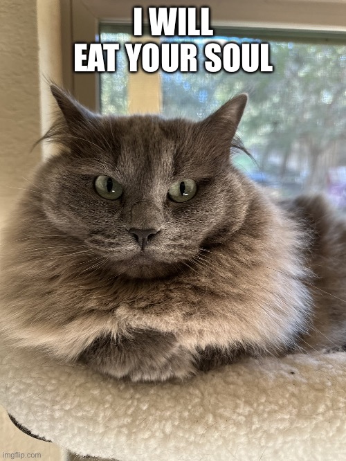 Demon Cat | I WILL EAT YOUR SOUL | image tagged in scary but cute donut cat | made w/ Imgflip meme maker