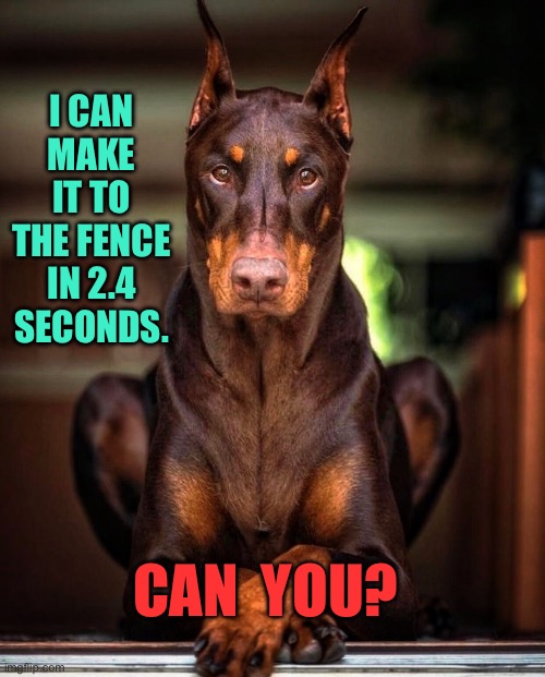 2.4 Seconds | I CAN MAKE IT TO THE FENCE IN 2.4 SECONDS. CAN  YOU? | image tagged in rolex my watch dog,make it to fence,in 2-4 seconds,can you,fun | made w/ Imgflip meme maker