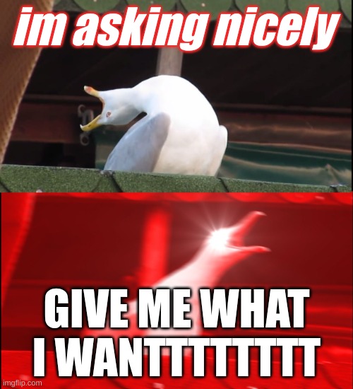 animal - sir chloe | im asking nicely; GIVE ME WHAT I WANTTTTTTTT | image tagged in screaming bird | made w/ Imgflip meme maker