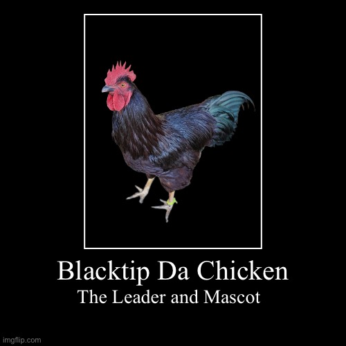 Blacktip Da Chicken | The Leader and Mascot | image tagged in chicken | made w/ Imgflip demotivational maker
