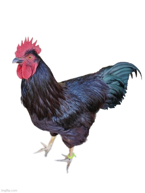 Blacktip da Chicken | image tagged in chicken | made w/ Imgflip meme maker