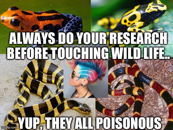 Poisonous | ALWAYS DO YOUR RESEARCH BEFORE TOUCHING WILD LIFE.. YUP, THEY ALL POISONOUS | image tagged in wildlife,funny animals,frog,snakes,colorful,haircut | made w/ Imgflip meme maker