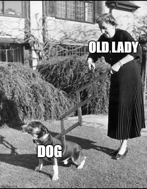 old lady and dog | OLD LADY; DOG | image tagged in old lady,dog | made w/ Imgflip meme maker