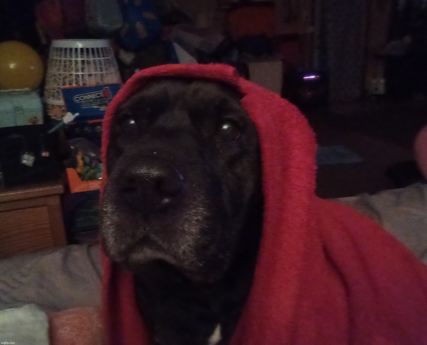 Luna Red Riding Hood | image tagged in dogs | made w/ Imgflip meme maker