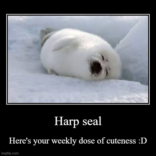 Yes | Harp seal | Here's your weekly dose of cuteness :D | image tagged in funny,demotivationals | made w/ Imgflip demotivational maker