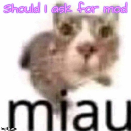 miau | Should I ask for mod | image tagged in miau | made w/ Imgflip meme maker