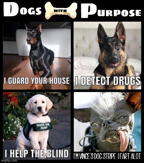 My dog deserves to be recognized too | image tagged in vince vance,dogs,purpose,service animals,german shepherd,doberman | made w/ Imgflip meme maker