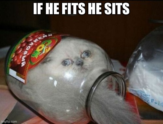 Cat in a jar | IF HE FITS HE SITS | image tagged in stupid cat | made w/ Imgflip meme maker