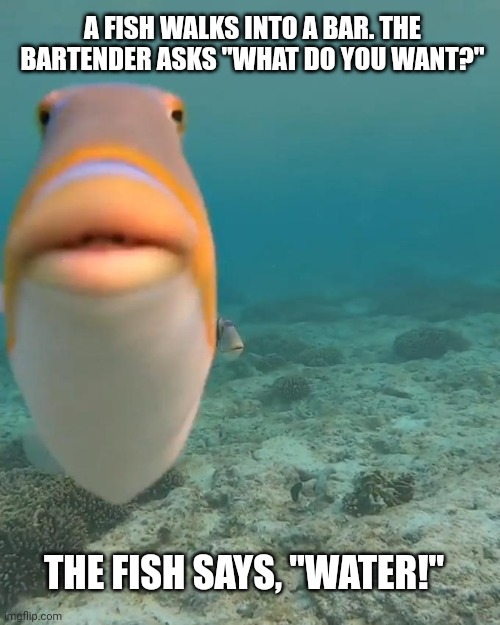 staring fish | A FISH WALKS INTO A BAR. THE BARTENDER ASKS "WHAT DO YOU WANT?"; THE FISH SAYS, "WATER!" | image tagged in meme,fish,bar,bartender,water | made w/ Imgflip meme maker