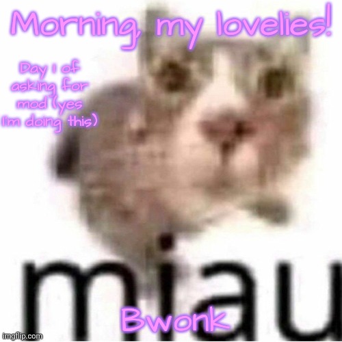 miau | Morning, my lovelies! Day 1 of asking for mod (yes I'm doing this); Bwonk | image tagged in miau | made w/ Imgflip meme maker