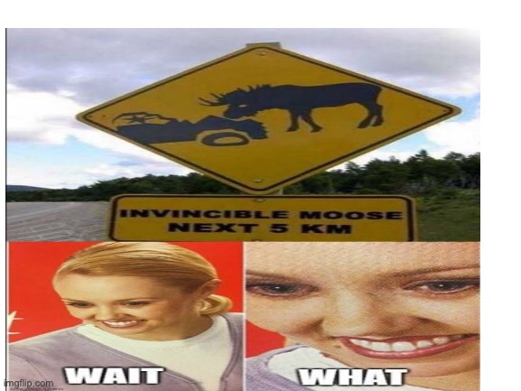 Don't mess with the moose | image tagged in blank white template | made w/ Imgflip meme maker