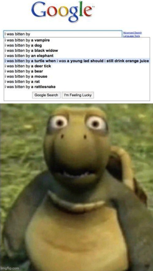 Even the turtle is shocked | image tagged in shocked turtle,turtles,turtle,memes,google,orange juice | made w/ Imgflip meme maker