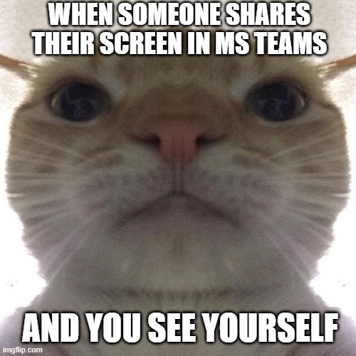 The Real You | WHEN SOMEONE SHARES THEIR SCREEN IN MS TEAMS; AND YOU SEE YOURSELF | image tagged in staring cat/gusic,teams,work,microsoft,homeoffice,front camera | made w/ Imgflip meme maker