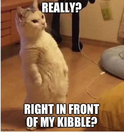 Kibble cat | REALLY? RIGHT IN FRONT OF MY KIBBLE? | image tagged in cats | made w/ Imgflip meme maker