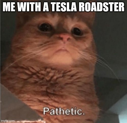 Pathetic Cat | ME WITH A TESLA ROADSTER | image tagged in pathetic cat | made w/ Imgflip meme maker