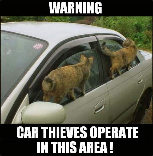 Remember To Hide Your Valuables ! | WARNING; CAR THIEVES OPERATE
IN THIS AREA ! | image tagged in cats,car thieves,warning | made w/ Imgflip meme maker