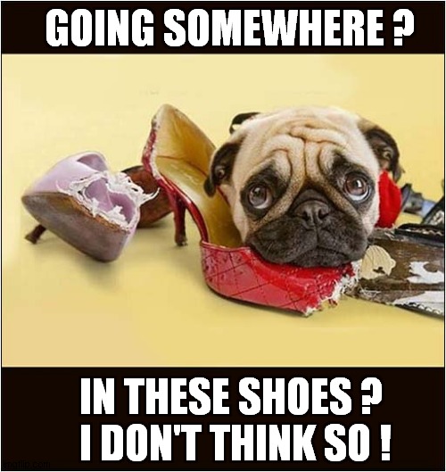 Pug Ruins Footwear ! | GOING SOMEWHERE ? IN THESE SHOES ? 
  I DON'T THINK SO ! | image tagged in dogs,pug,shoes,destroyed | made w/ Imgflip meme maker