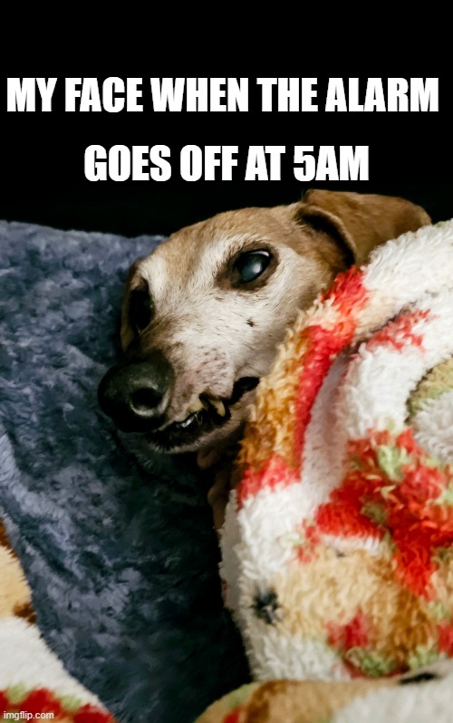 Alarms at 5am | MY FACE WHEN THE ALARM; GOES OFF AT 5AM | image tagged in dachshund,dachshunds,funny memes,funny animals,alarm clock | made w/ Imgflip meme maker