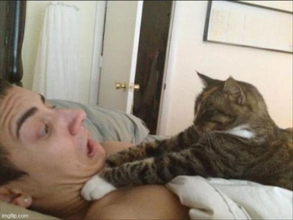 Cat strangling person | image tagged in cat strangling person | made w/ Imgflip meme maker