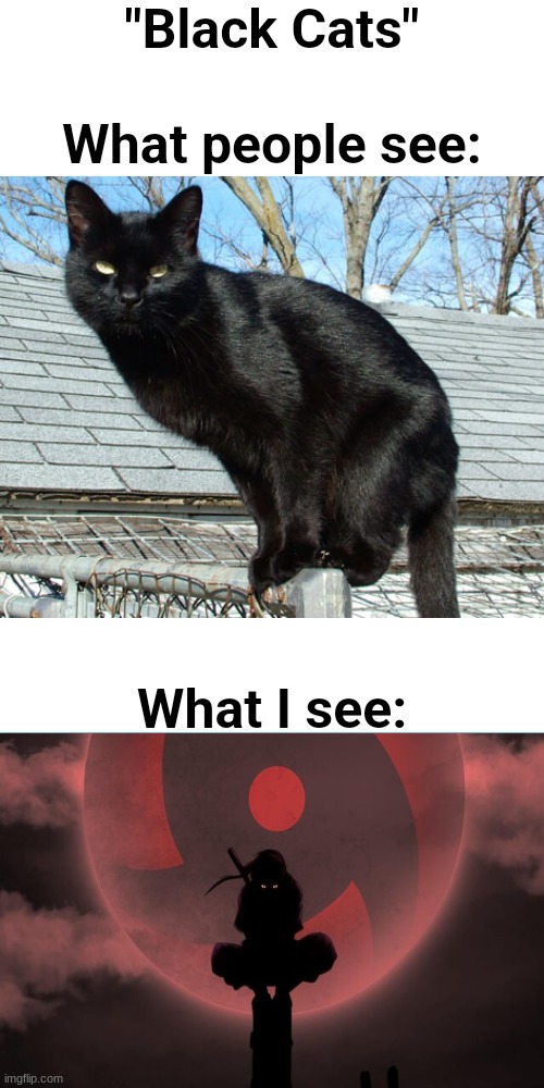 naruto fans will know this | image tagged in naruto,itachi,black cat,anime | made w/ Imgflip meme maker