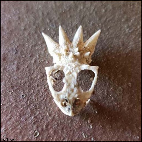 Lizard Skull From Arizona | image tagged in lizard,skull,arizona | made w/ Imgflip meme maker