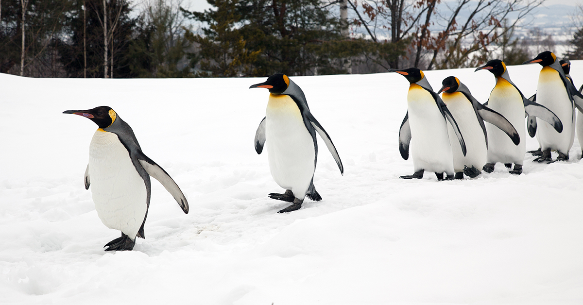 Penguin Blank Meme Template