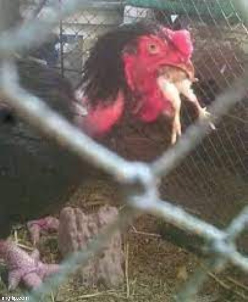 Chicken #42 | image tagged in cursed,cursed image,fun | made w/ Imgflip meme maker