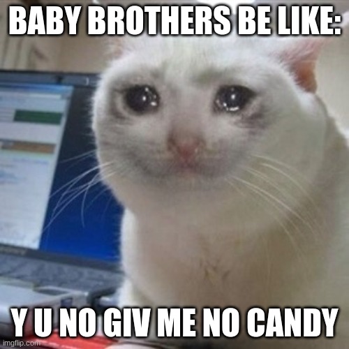 Crying cat | BABY BROTHERS BE LIKE:; Y U NO GIV ME NO CANDY | image tagged in crying cat | made w/ Imgflip meme maker