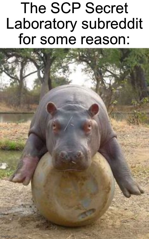 I don’t know what’s going on but I support it lmao | The SCP Secret Laboratory subreddit for some reason: | image tagged in happy hippo | made w/ Imgflip meme maker