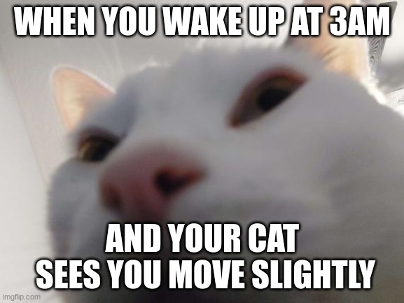hello there | WHEN YOU WAKE UP AT 3AM; AND YOUR CAT
 SEES YOU MOVE SLIGHTLY | image tagged in cats,cat memes,relatable | made w/ Imgflip meme maker