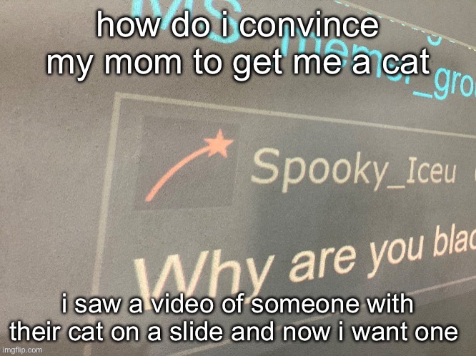 how do you guys do it | how do i convince my mom to get me a cat; i saw a video of someone with their cat on a slide and now i want one | image tagged in why are you blac | made w/ Imgflip meme maker