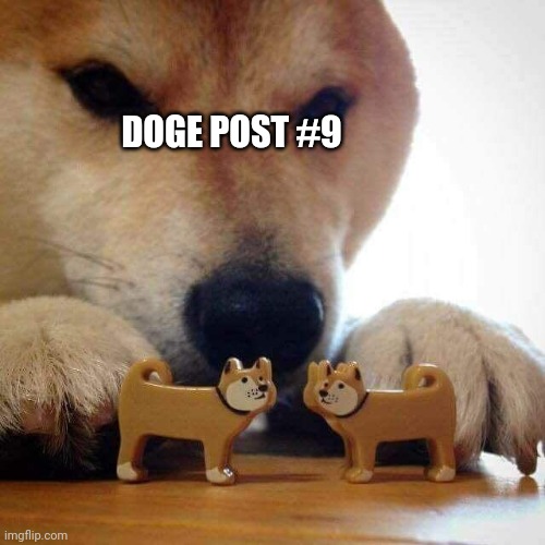 dog now kiss  | DOGE POST #9 | image tagged in dog now kiss | made w/ Imgflip meme maker