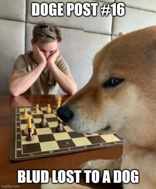 Chess doge | DOGE POST #16; BLUD LOST TO A DOG | image tagged in chess doge | made w/ Imgflip meme maker