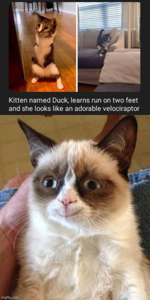 A kitten named Duck | image tagged in memes,grumpy cat happy,duck,cats,cat,kitten | made w/ Imgflip meme maker