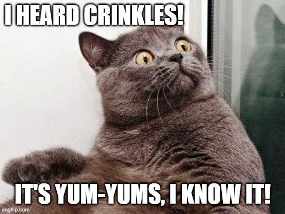 Surprised cat | I HEARD CRINKLES! IT'S YUM-YUMS, I KNOW IT! | image tagged in surprised cat | made w/ Imgflip meme maker