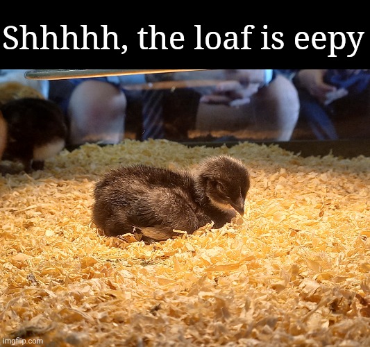 Shhhhh, the loaf is eepy | image tagged in frost | made w/ Imgflip meme maker