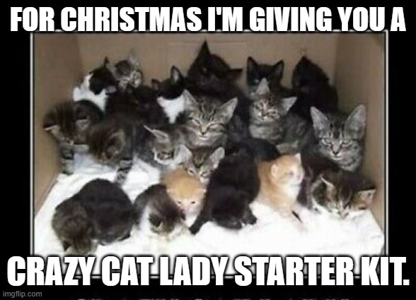 meme by Brad crazy cat lady starter kit | FOR CHRISTMAS I'M GIVING YOU A; CRAZY CAT LADY STARTER KIT. | image tagged in cats | made w/ Imgflip meme maker