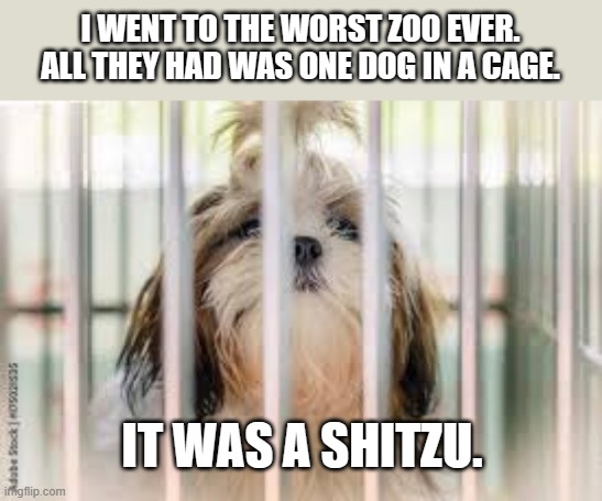 meme by Brad I went to a terrible zoo | I WENT TO THE WORST ZOO EVER. ALL THEY HAD WAS ONE DOG IN A CAGE. IT WAS A SHITZU. | image tagged in dog meme | made w/ Imgflip meme maker