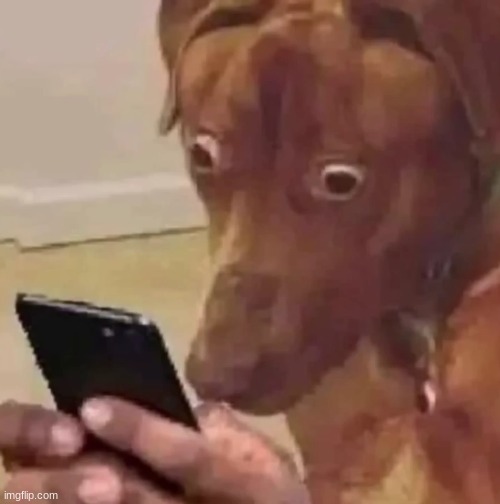 dog looking at phone | image tagged in dog looking at phone | made w/ Imgflip meme maker