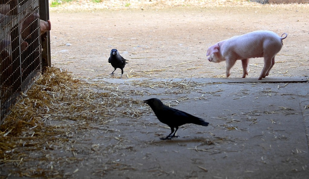 High Quality Bird and pig Blank Meme Template