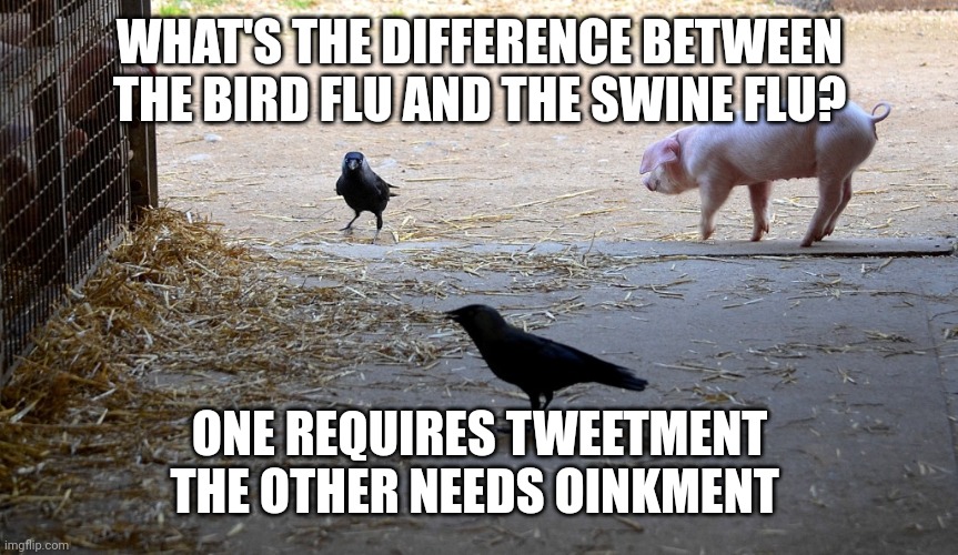 Bird and pig | WHAT'S THE DIFFERENCE BETWEEN THE BIRD FLU AND THE SWINE FLU? ONE REQUIRES TWEETMENT
THE OTHER NEEDS OINKMENT | image tagged in bird and pig | made w/ Imgflip meme maker