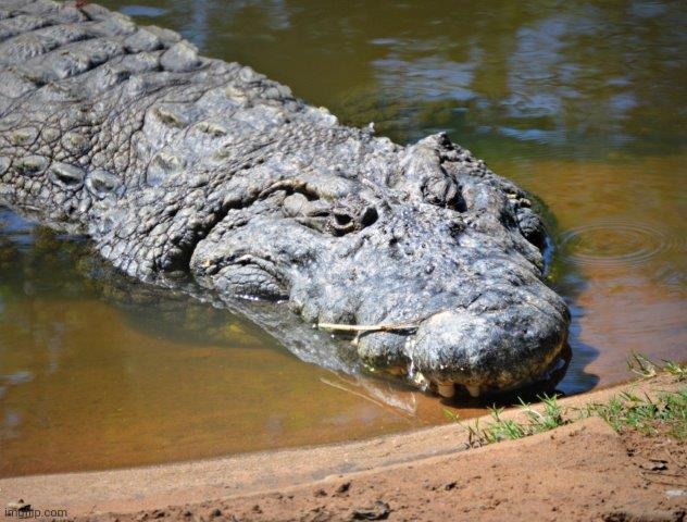 Crocodile | image tagged in crocodile | made w/ Imgflip meme maker