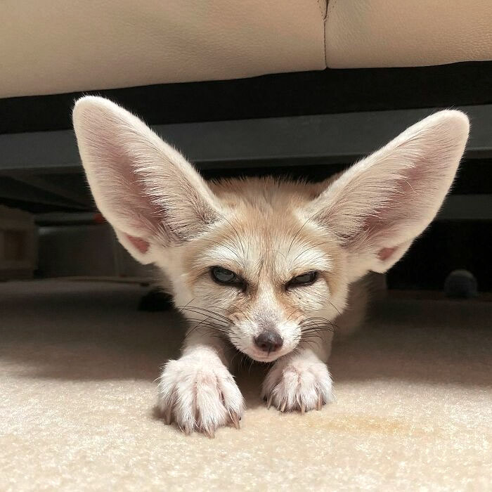 Big ears grumpy fox Blank Meme Template