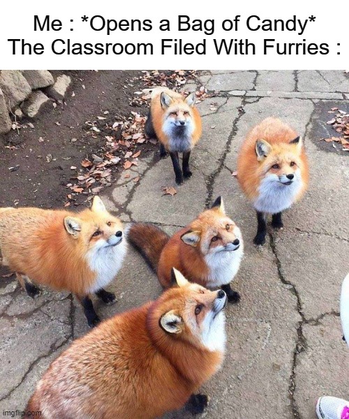 Camdy | Me : *Opens a Bag of Candy*
The Classroom Filed With Furries : | image tagged in fox skulk,furry and normie memes,funny,cute,fox,wholesome | made w/ Imgflip meme maker