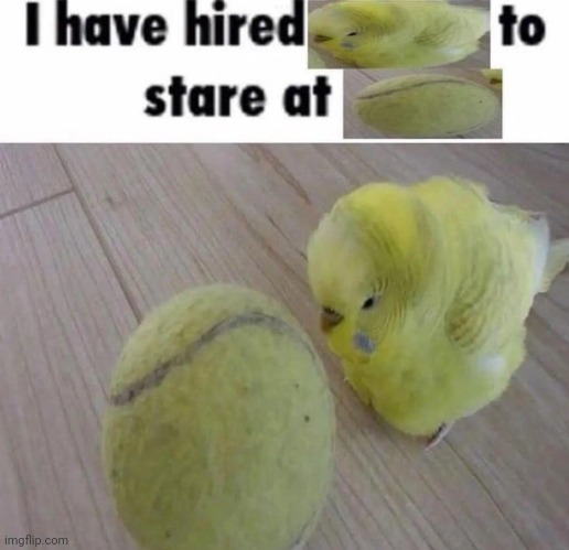 High Quality Bird tennis ball Blank Meme Template