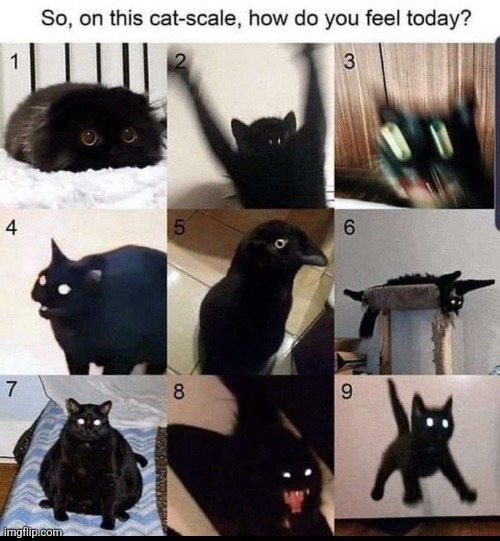 I'm definitely 7 rn | image tagged in cat,scale | made w/ Imgflip meme maker