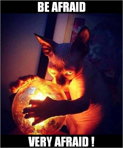 Now That's A Creepy Cat ! | BE AFRAID; VERY AFRAID ! | image tagged in cats,hairless,creepy,be afraid | made w/ Imgflip meme maker