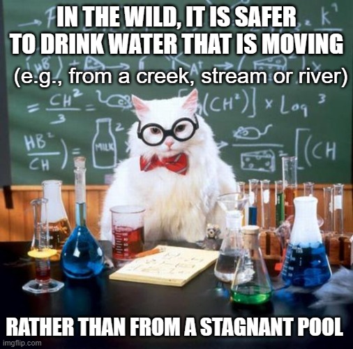 Chemistry Cat Meme | IN THE WILD, IT IS SAFER TO DRINK WATER THAT IS MOVING RATHER THAN FROM A STAGNANT POOL (e.g., from a creek, stream or river) | image tagged in memes,chemistry cat | made w/ Imgflip meme maker