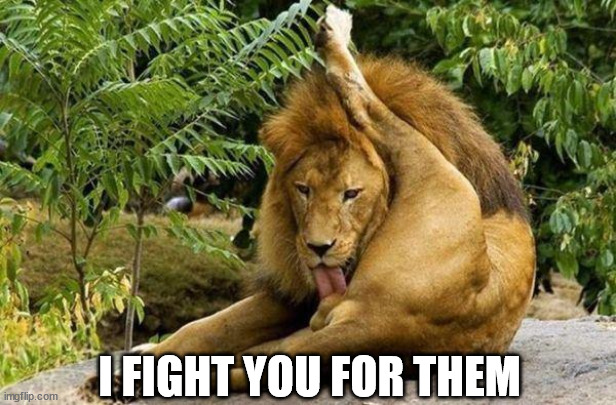 lion licking balls | I FIGHT YOU FOR THEM | image tagged in lion licking balls | made w/ Imgflip meme maker